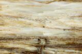 Polished Petrified Wood Slab - Washington #300171-1